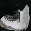 Short Trident Walliserops Hammi Trilobite #5966-9